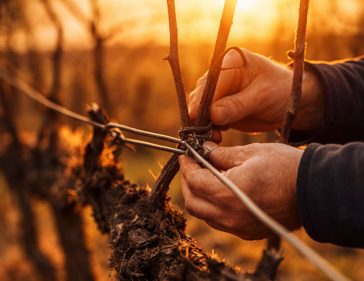 Attrezzature per legatura in vigneto